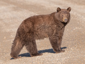 Bears in Praince Albert Provincial Park.