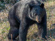 Bears in Praince Albert Provincial Park.