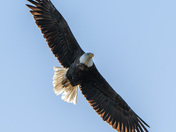 Bald Eagle.