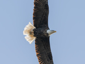 Bald Eagle.