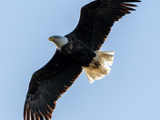 Bald Eagle.