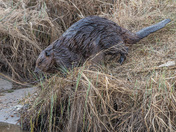 Shots from inside Prince Albert National Park