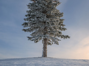 Frosty Saskatchewan Nights