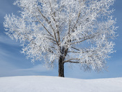 Frosty Saskatchewan Nights