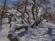 Frosty Saskatchewan Nights