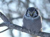 Northern Hawk Owl 