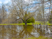 Spring Reflection on Flooded Land