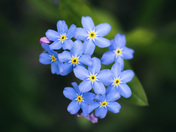 forget me not