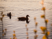 Golden hour with the ducks
