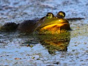 Bull Frog