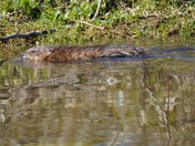 Traveling muskrat