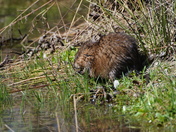 Muskrat eating greens.