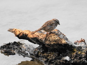 Walking the river bank for food. 