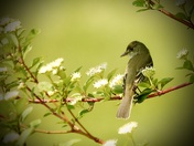 Willow Flycatcher
