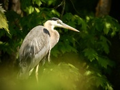 Blue Heron
