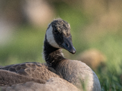 Canada Goose