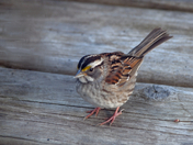 White-throated Sparrow