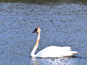 Keeping A Watchful Eye