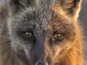 Cross Fox 2... What Beautiful Eyes You Have!!!