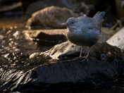 North America's Swimming Songbird