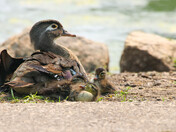 Wood Duck Family