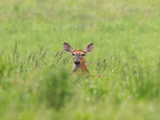 White-tailed Deer