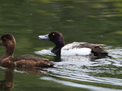Lesser Scaups