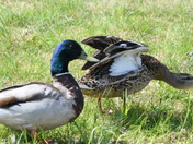 Mallards