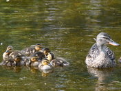 Mallard Family