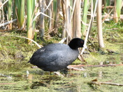 Common Coot