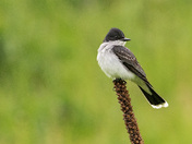 Eastern Kingbird