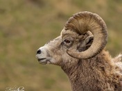 Big horn sheep