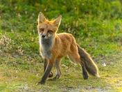 Newfoundland fox 