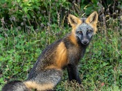 Newfoundland fox 