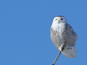 Snowy Owl