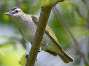 Red eyed vireo