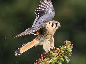 American Kestrel.  A male Kestrel does overwatch on the nest box. 