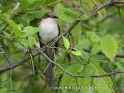 Black-billed Cuckoo