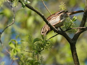 Feeding sparrow