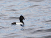 Lesser scaup