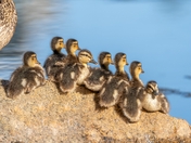 Mallard With Eight Ducklings