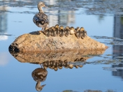 Mallard With Eight Ducklings