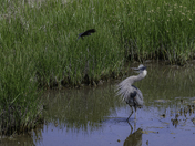 High Drama at the Marsh