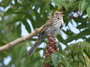 Song Sparrow