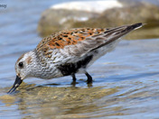 Dunlin