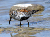Dunlin