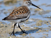 Dunlin