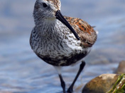 Dunlin