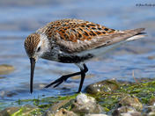 Dunlin