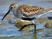 Dunlin